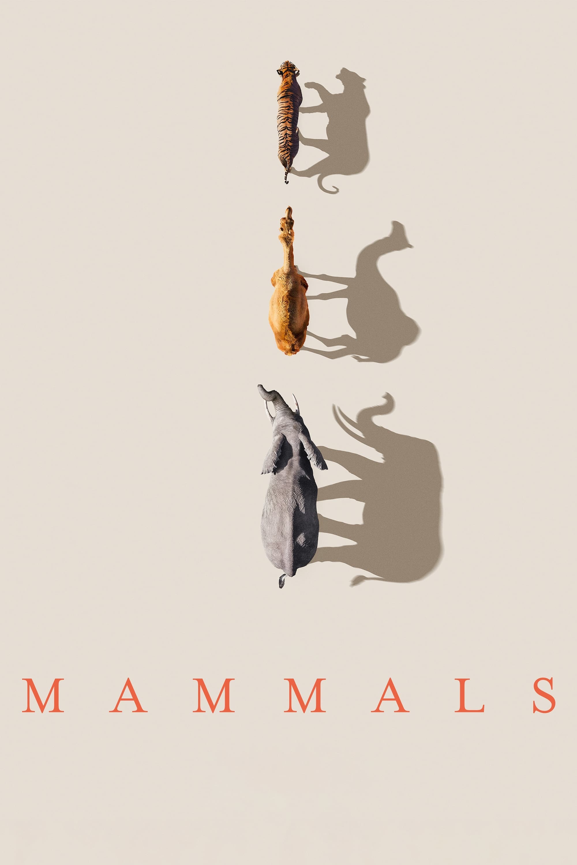 Lớp Thú | Mammals (2024)